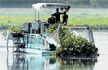 Weeding machines from Mumbai begin cleaning Bellandur lake